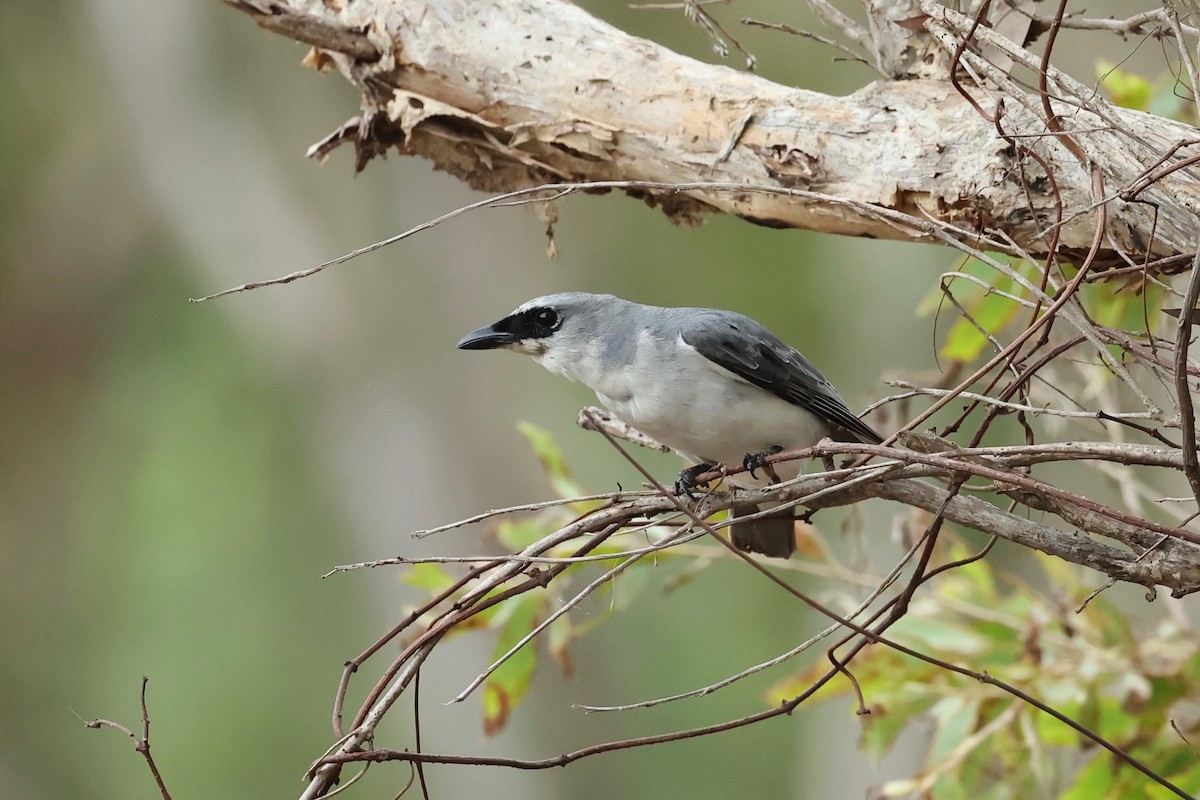 White-bellied Cuckooshrike - ML613672620