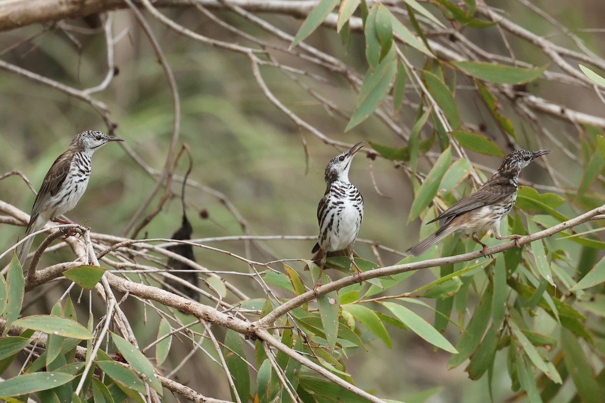 Bar-breasted Honeyeater - ML613672648