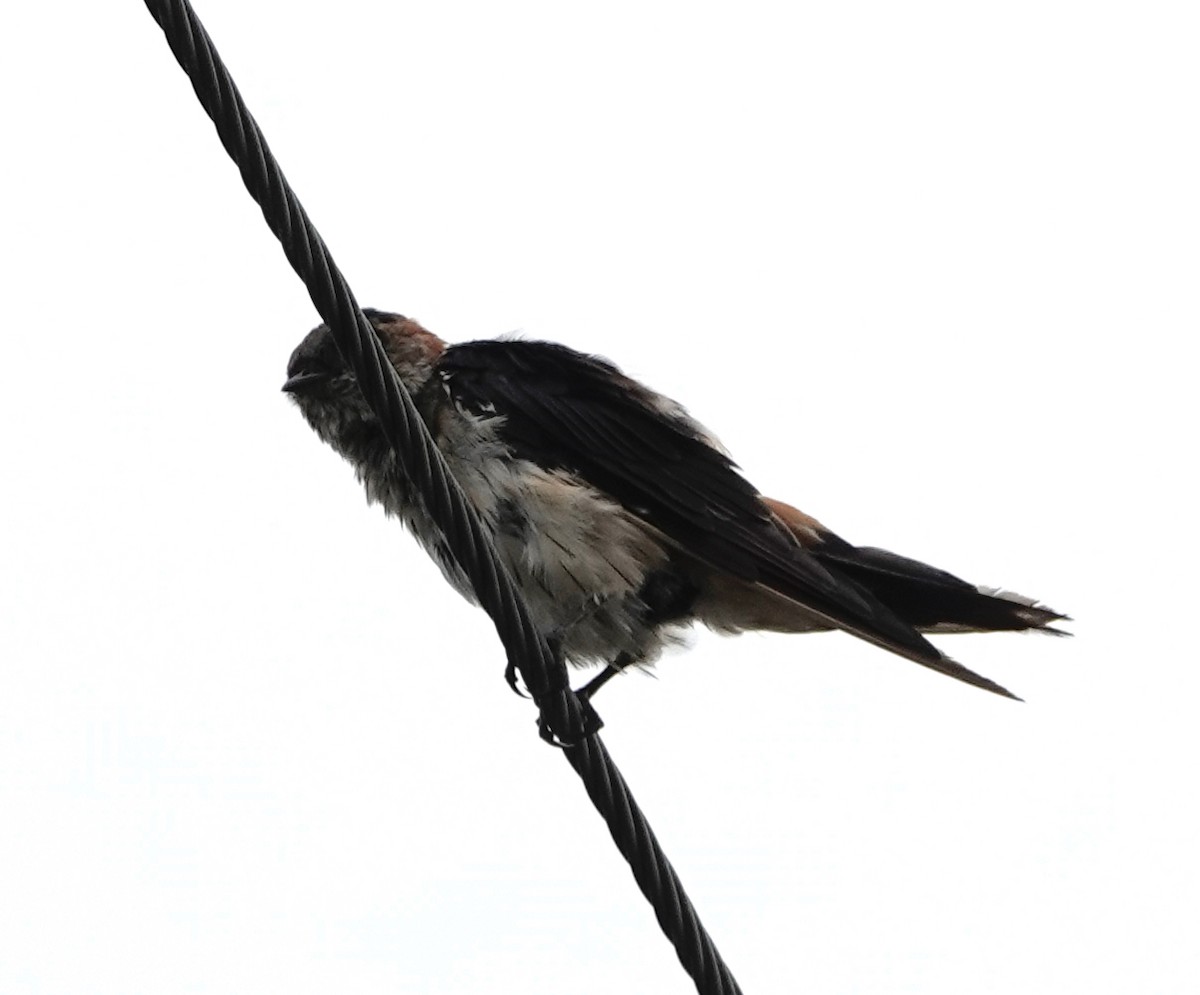 Eastern Red-rumped Swallow (Daurian) - ML613672650