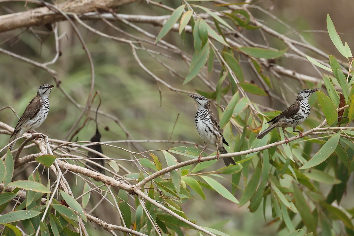 Bar-breasted Honeyeater - ML613672652