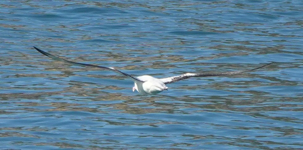 Southern Royal Albatross - Matt Dufort