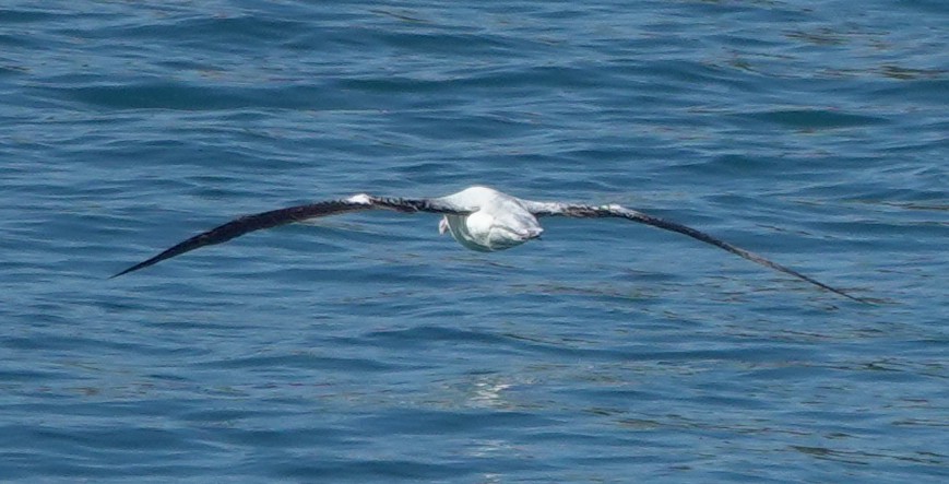 Southern Royal Albatross - ML613672674