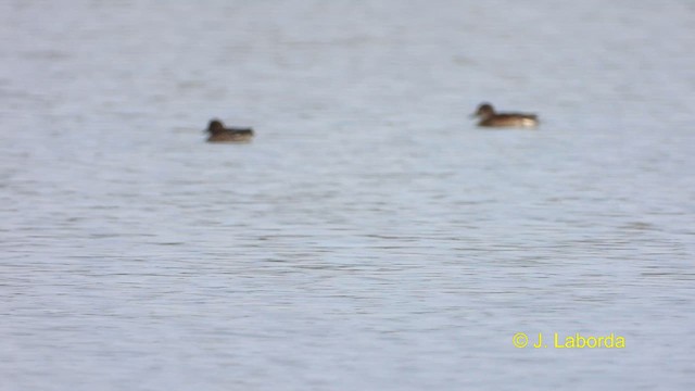 Green-winged Teal - ML613672810