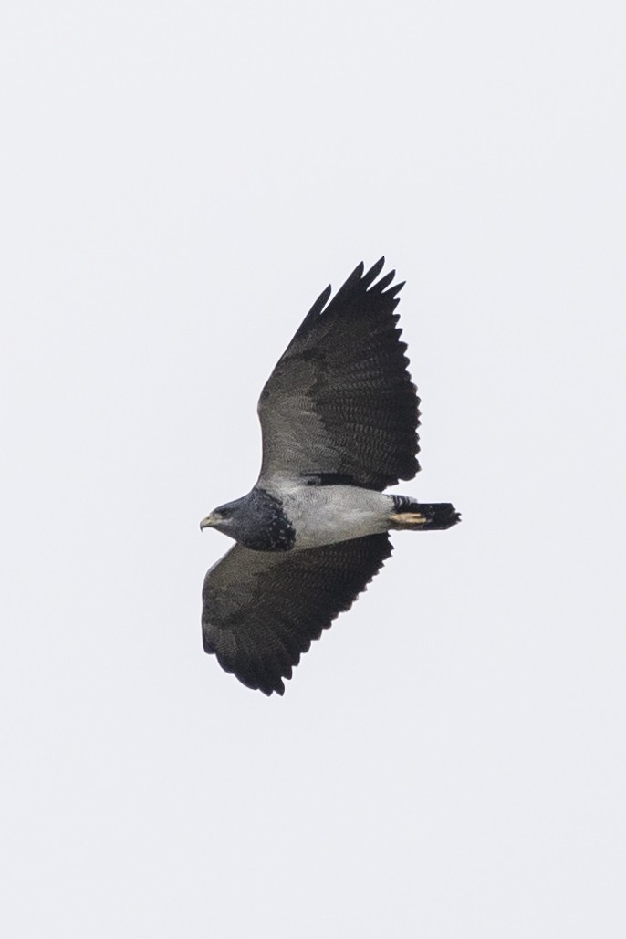 Black-chested Buzzard-Eagle - Stephen Wittkamp