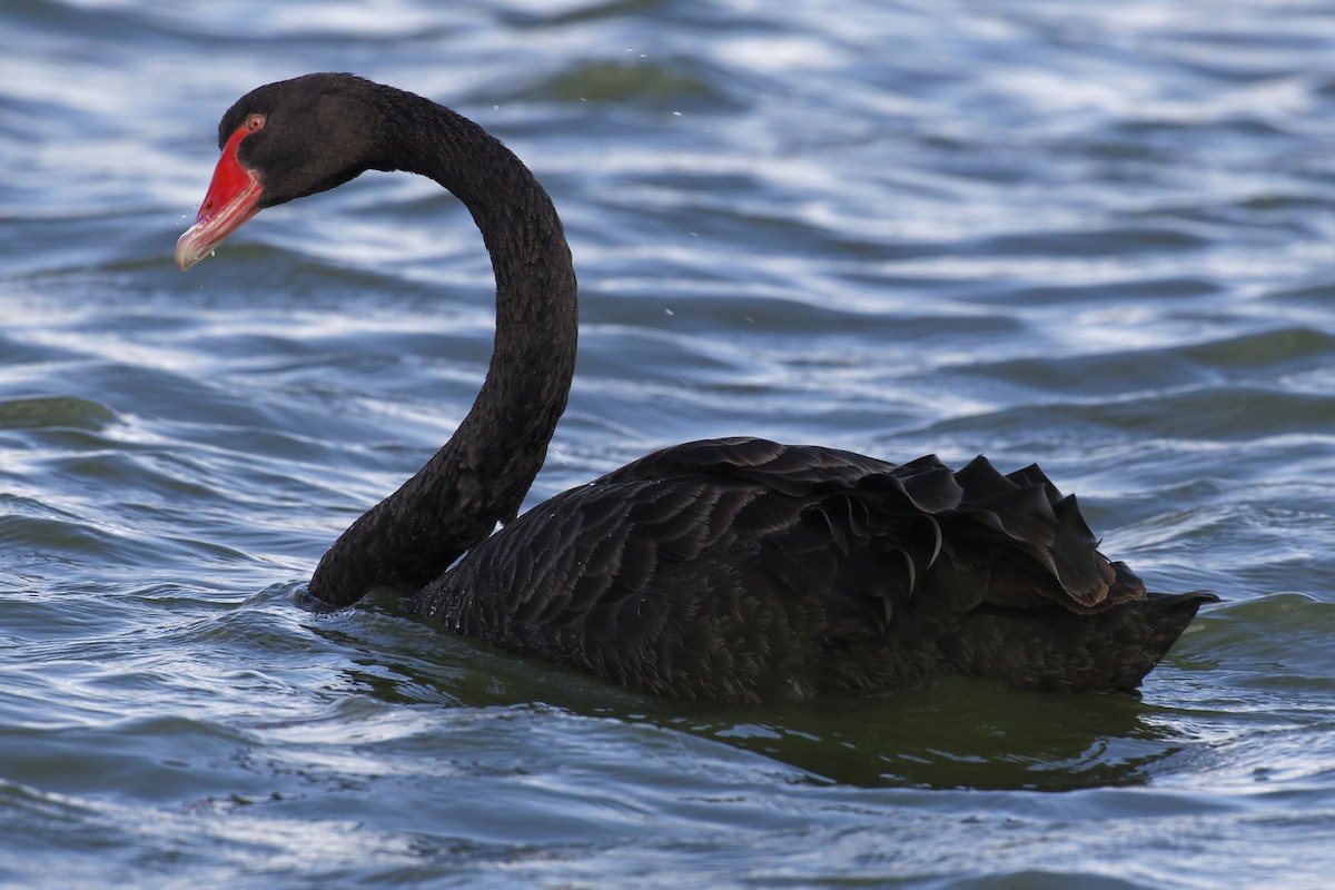 Black Swan - ML613673034