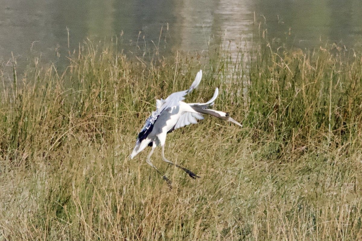 Red-crowned Crane - ML613673055