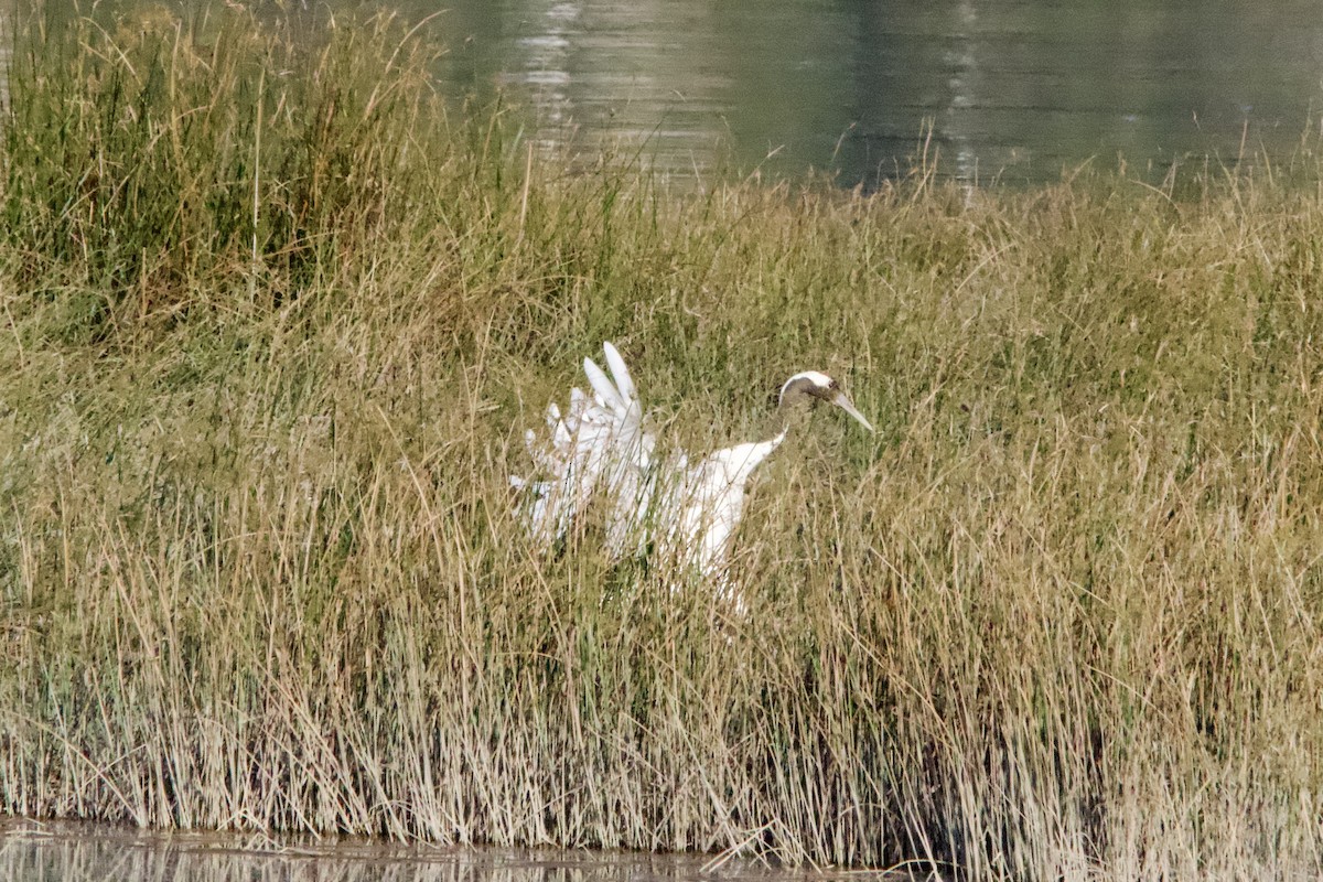 Red-crowned Crane - ML613673063