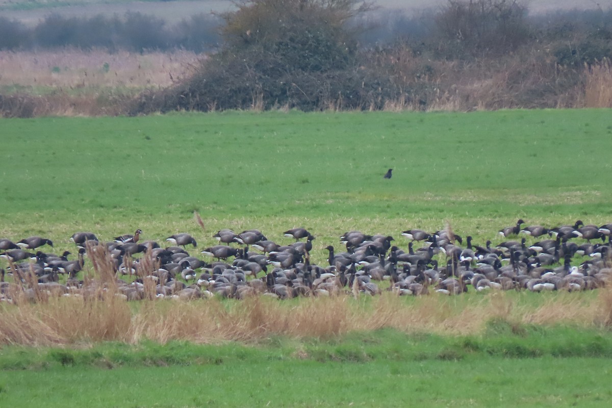 Red-breasted Goose - ML613673119