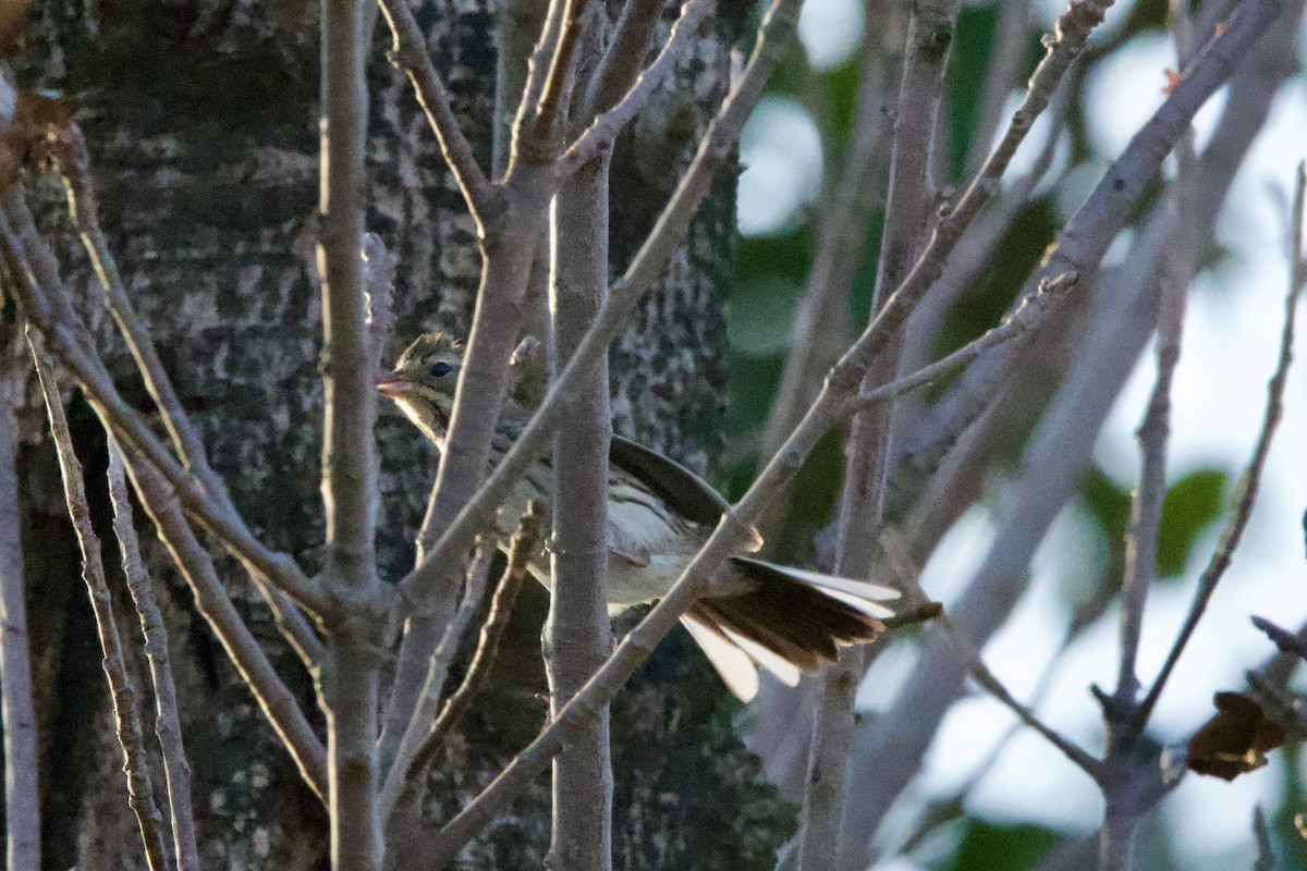 Black-faced Bunting - ML613673155