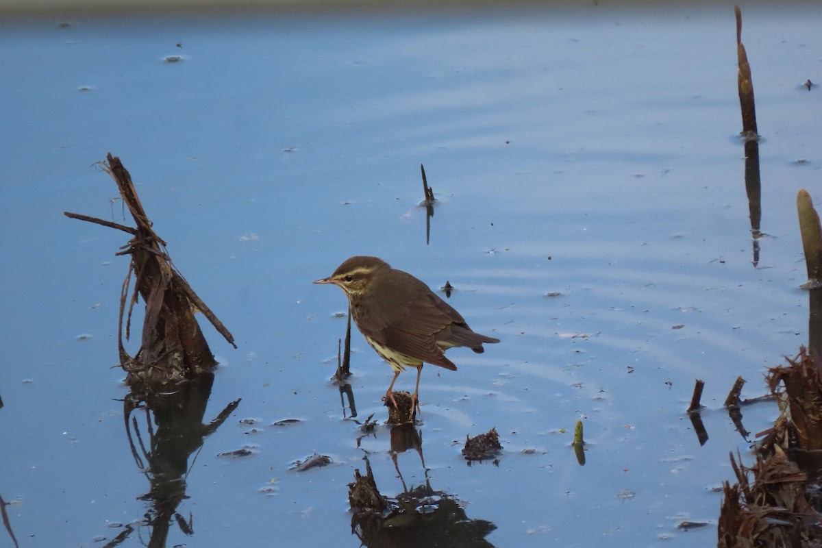 Northern Waterthrush - Matt  Doyle