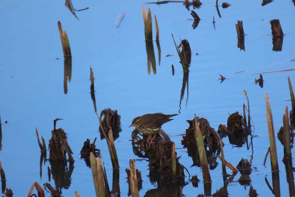 Northern Waterthrush - ML613673160