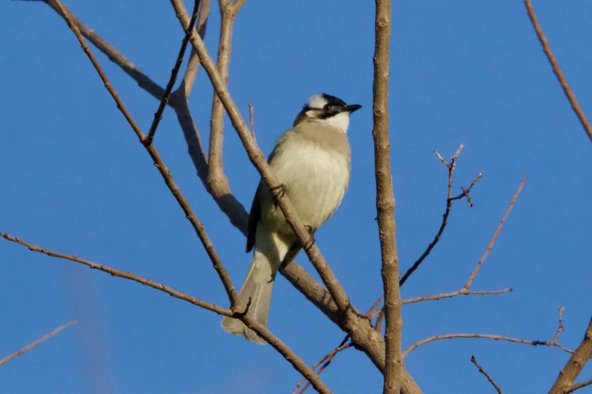 Light-vented Bulbul - ML613673193