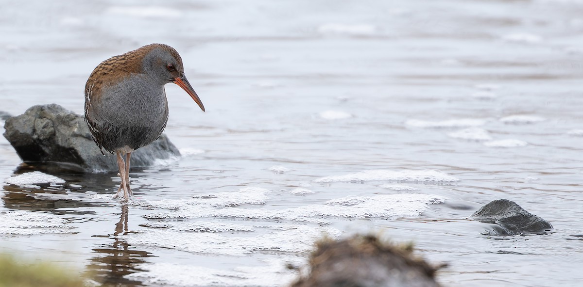 Water Rail - ML613673230