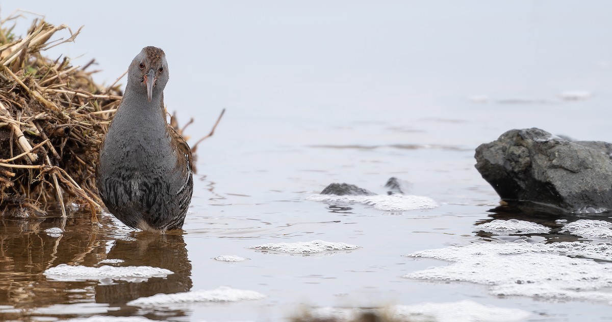 Water Rail - ML613673234