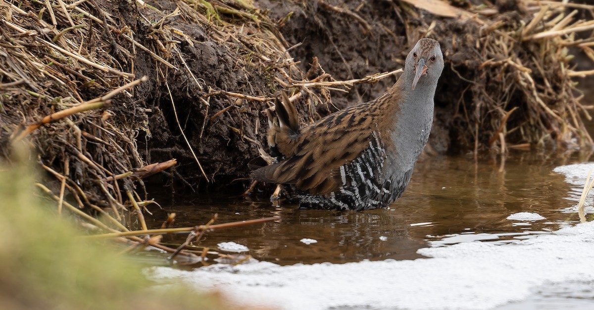 Water Rail - ML613673239