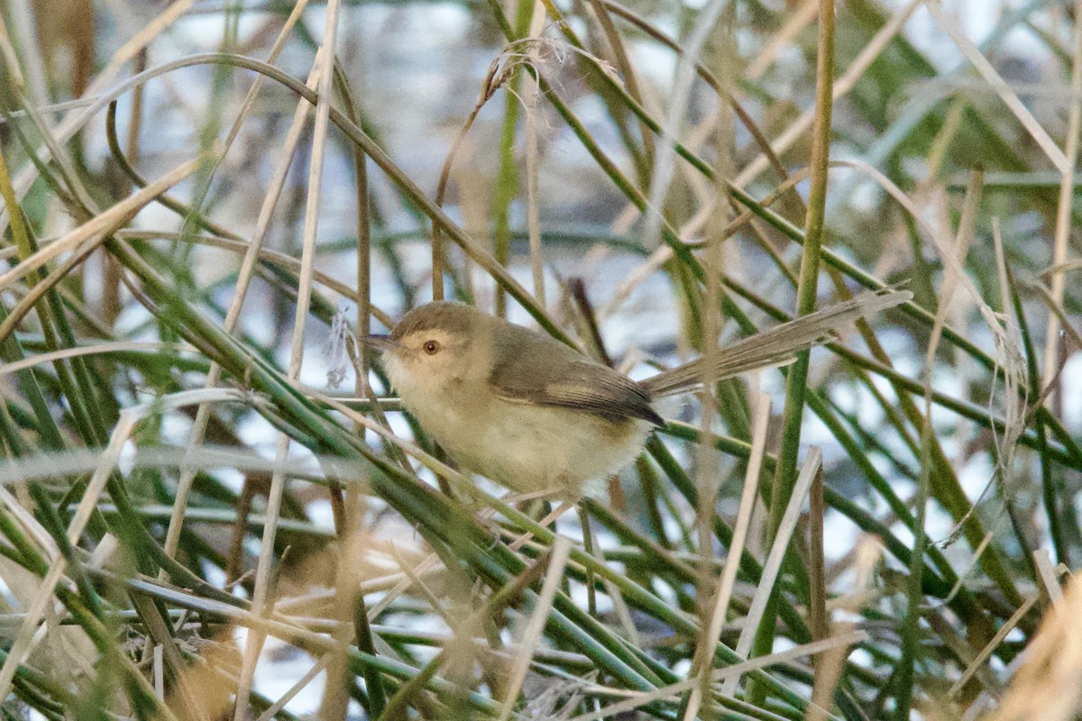 Plain Prinia - ML613673262