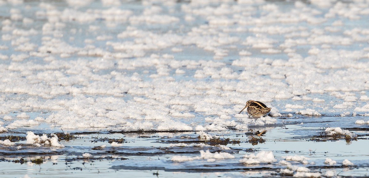 Jack Snipe - ML613673281