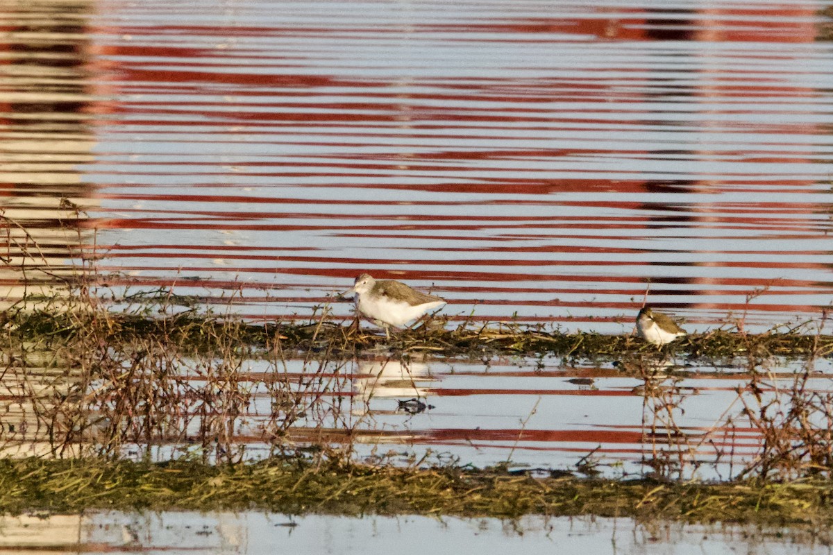 Common Greenshank - ML613673292