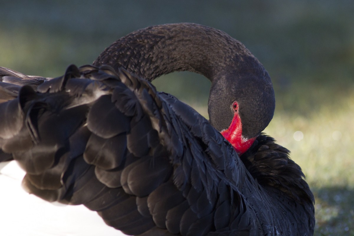 Black Swan - ML613673305