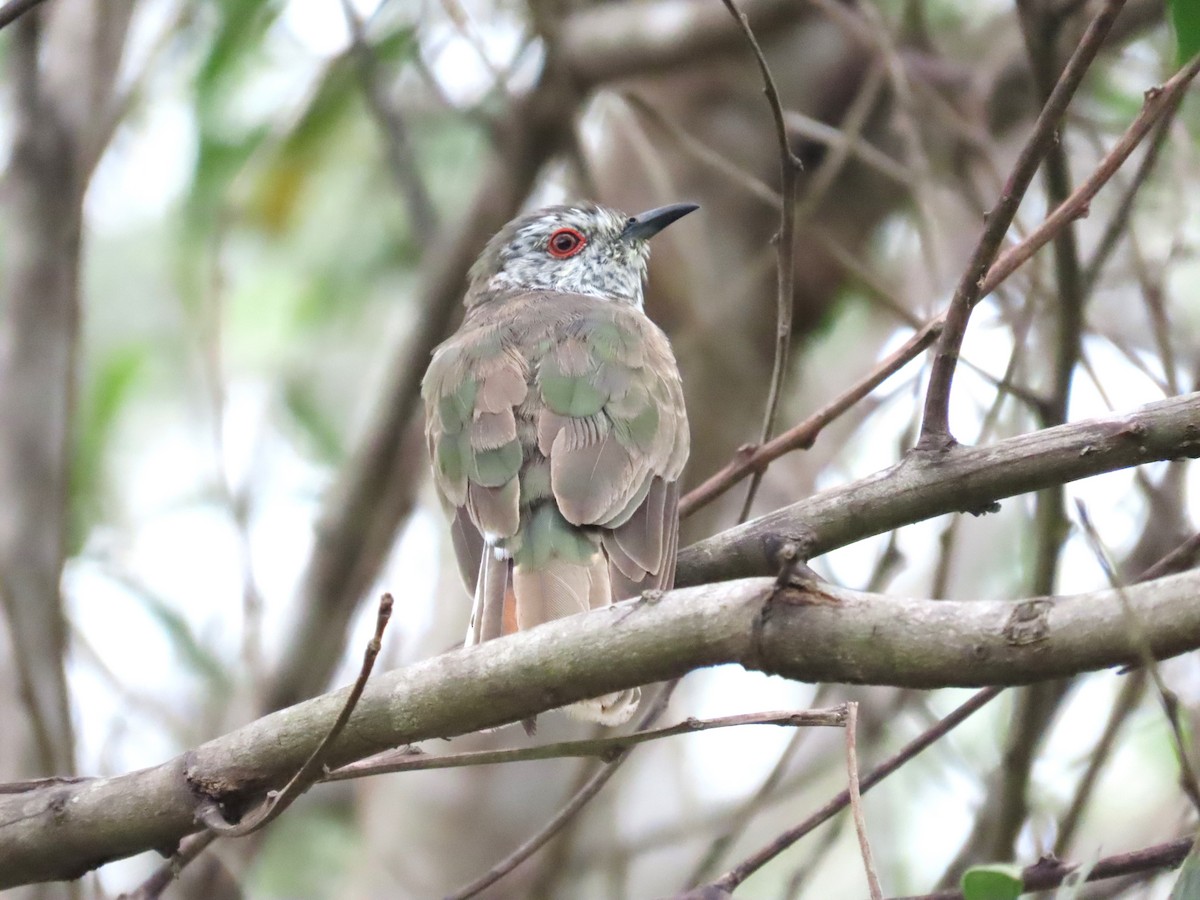 Little Bronze-Cuckoo - ML613673330