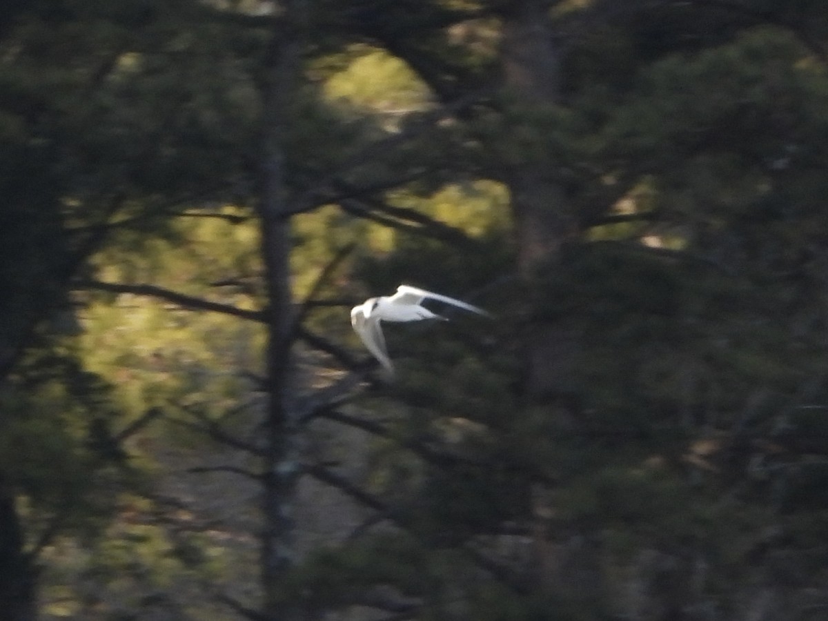 Forster's Tern - ML613673339