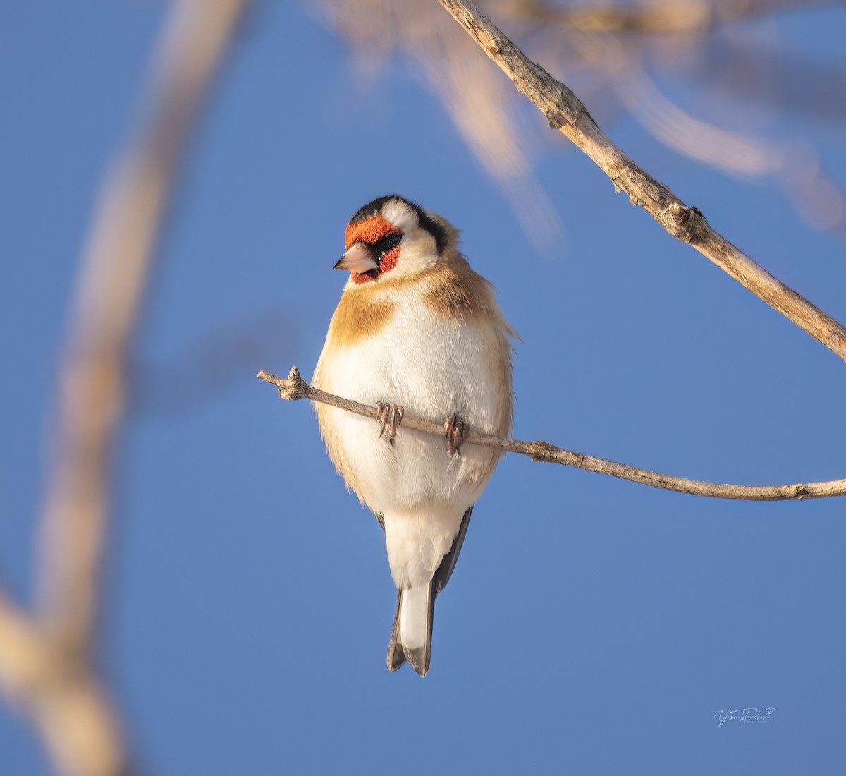 European Goldfinch - ML613673375