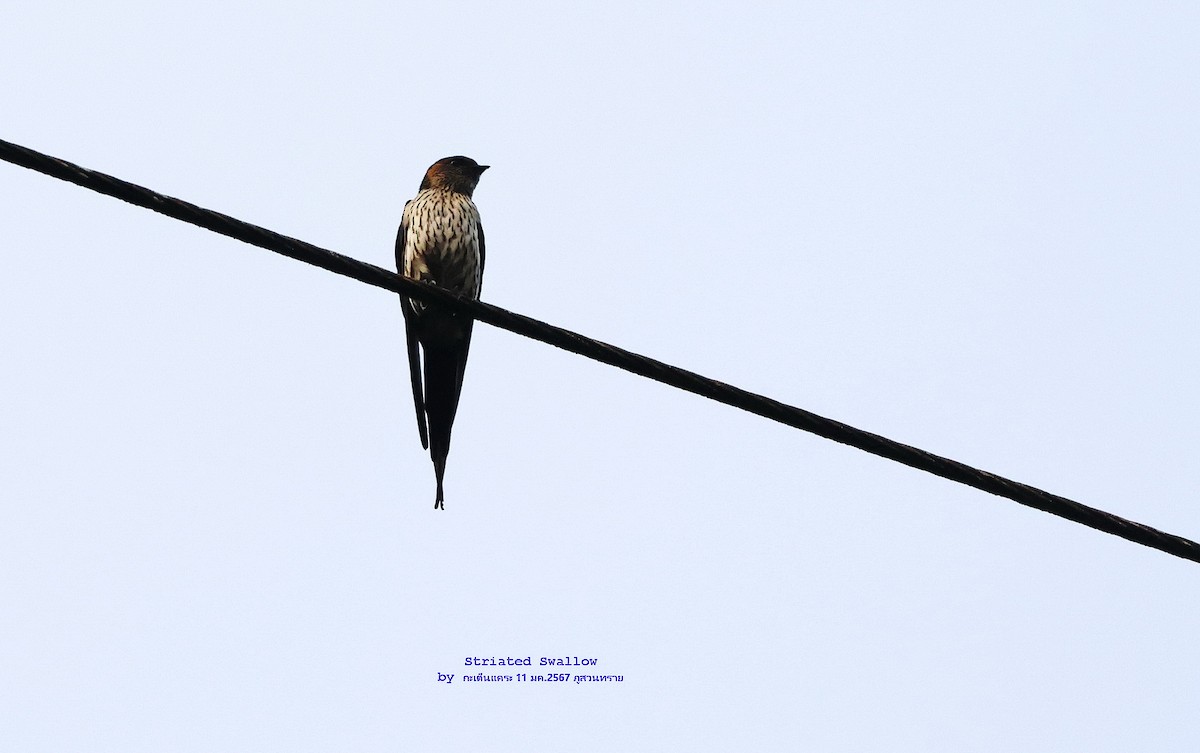 Eastern Red-rumped Swallow (Striated) - ML613673383