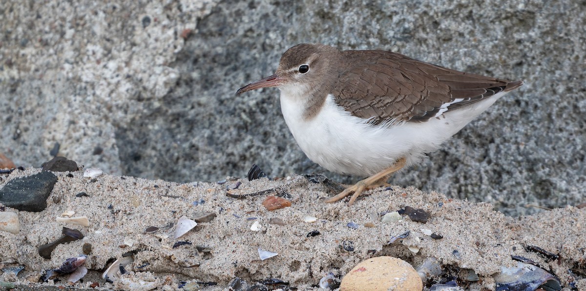 Spotted Sandpiper - ML613673485