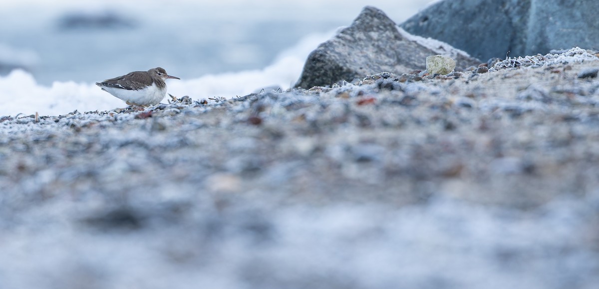 Spotted Sandpiper - ML613673494