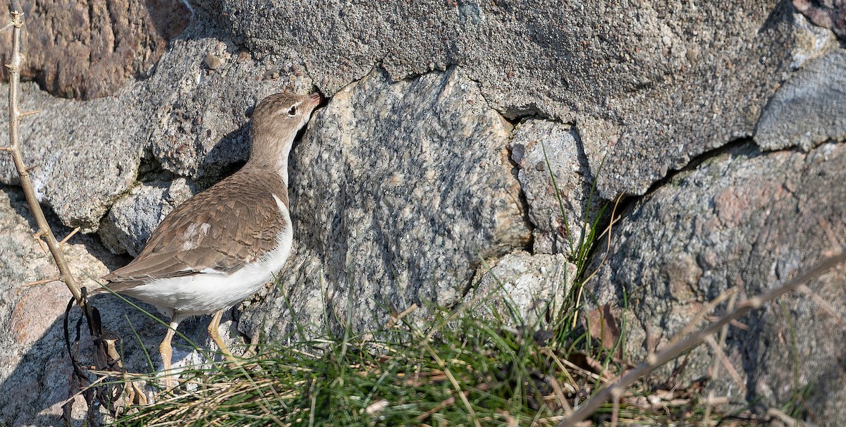 Spotted Sandpiper - ML613673497