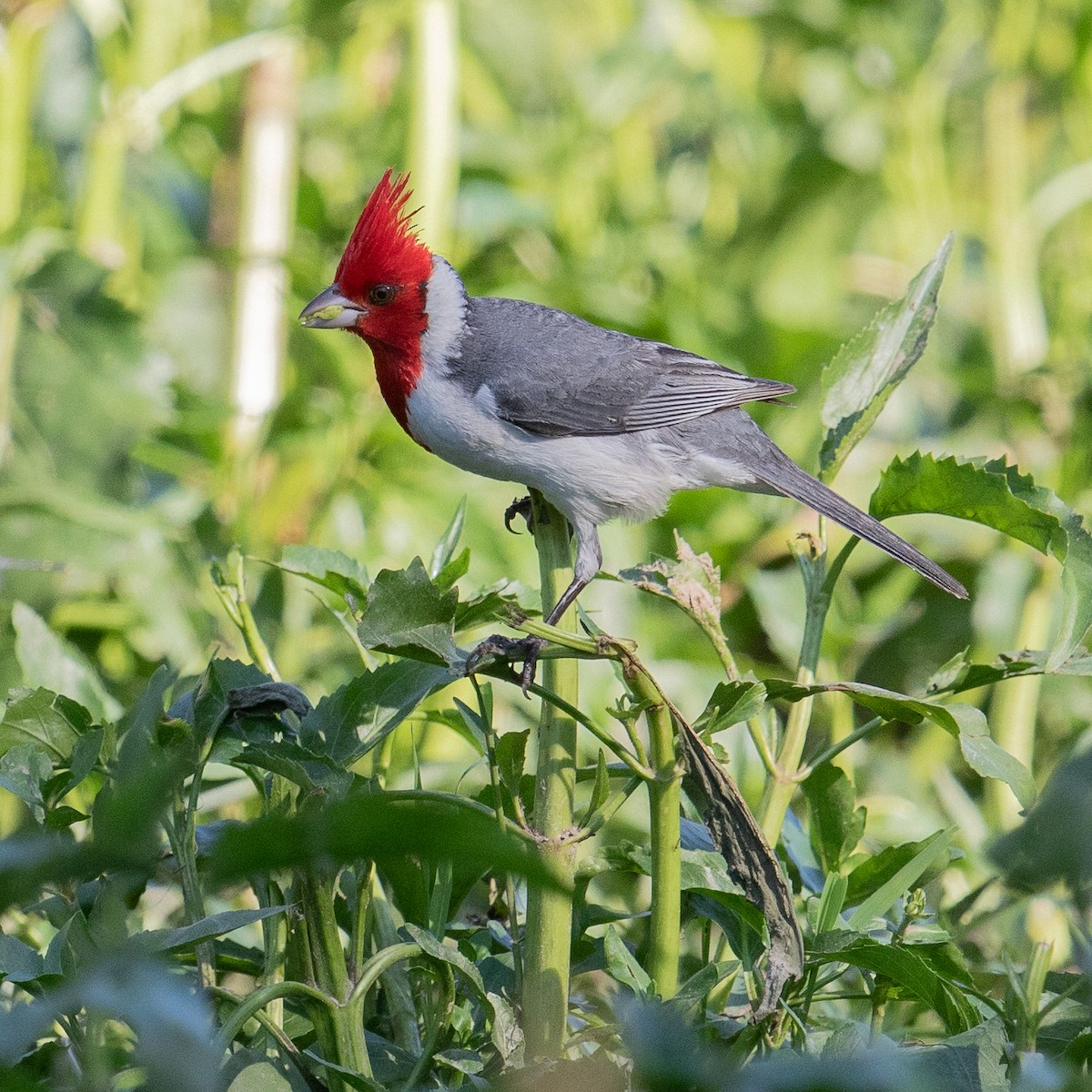 Red-crested Cardinal - Werner Suter