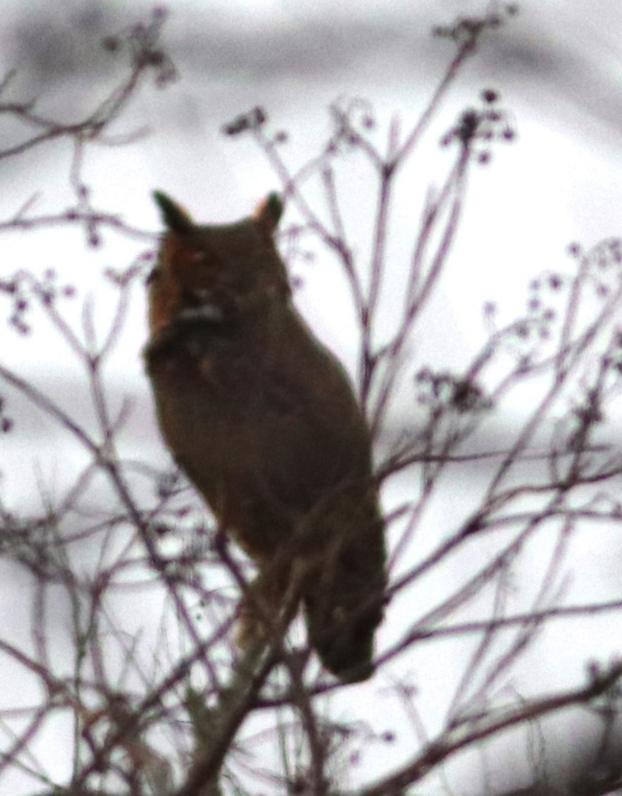 Great Horned Owl - ML613673765