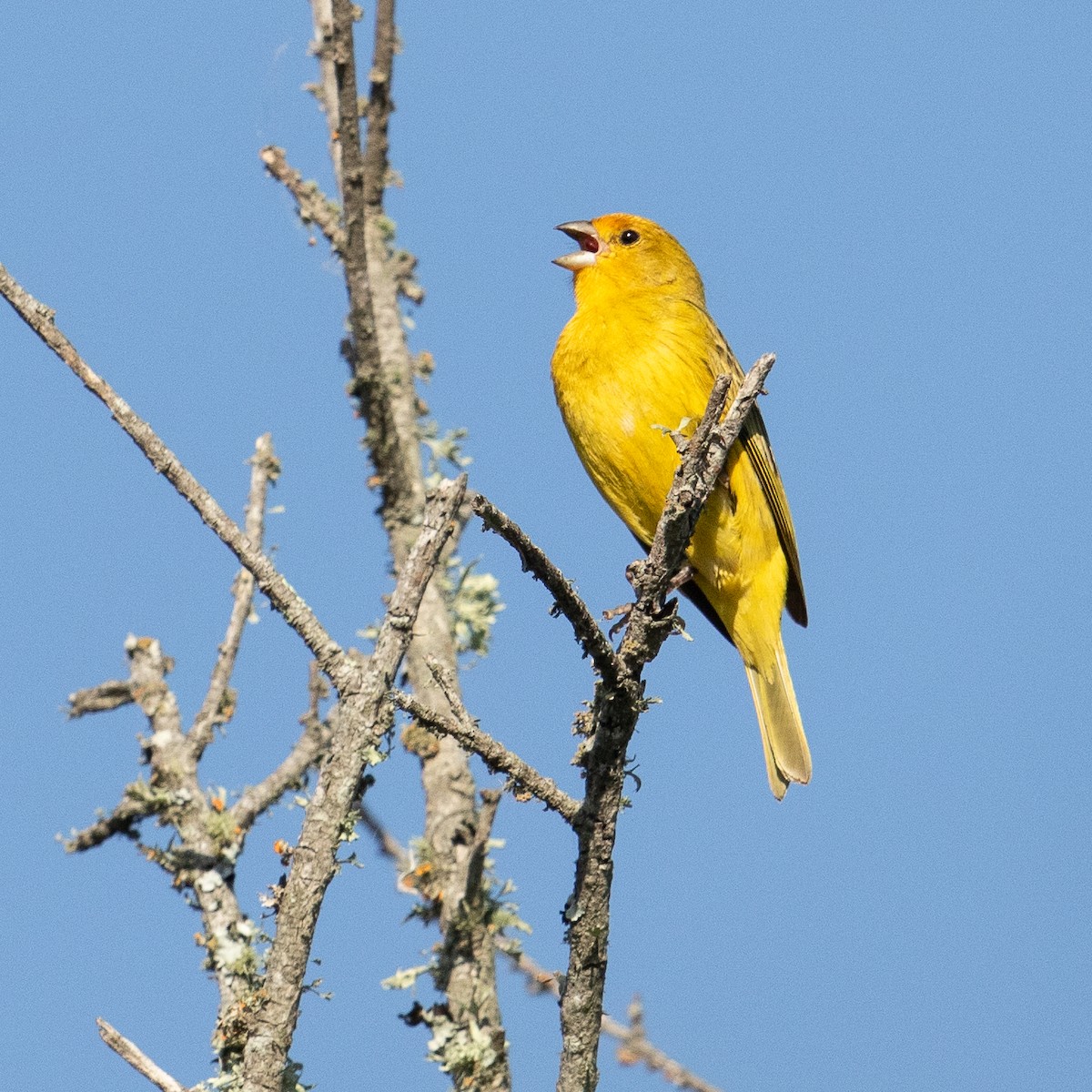 Saffron Finch - ML613673777