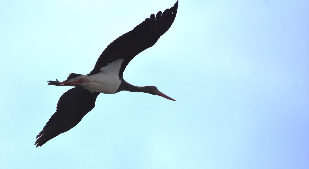 Black Stork - Sergi Sales
