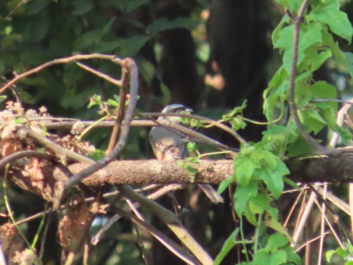 Gray-backed Shrike - ML613673817