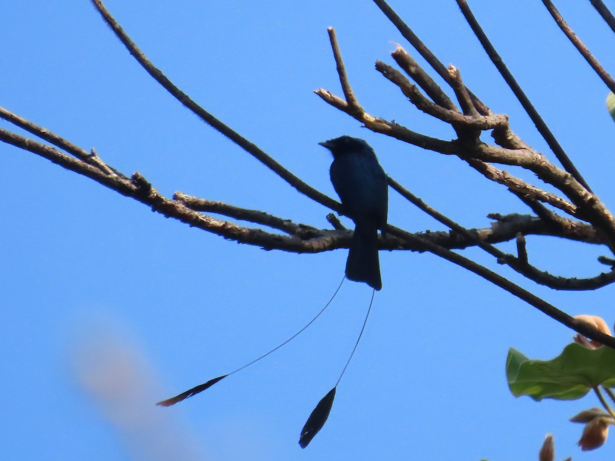 Lesser Racket-tailed Drongo - ML613673841