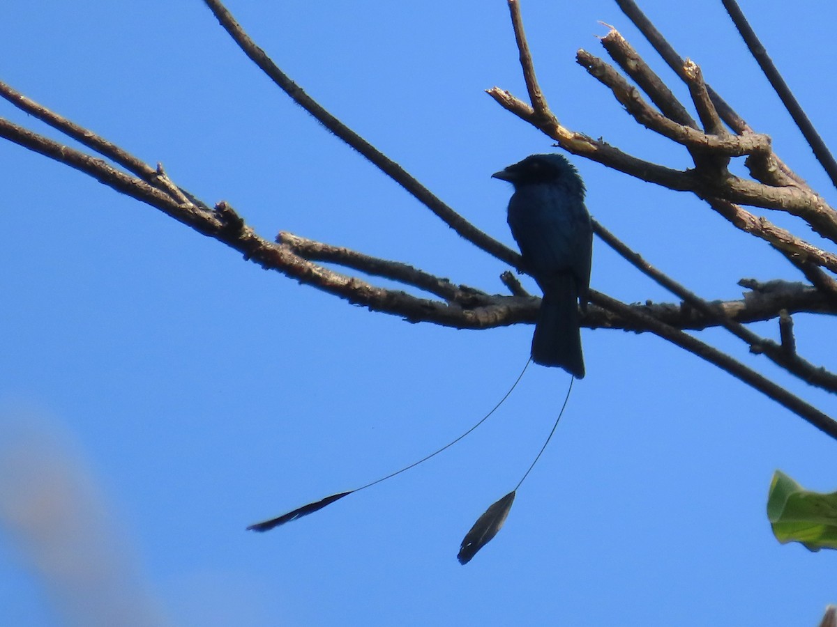 Lesser Racket-tailed Drongo - ML613673842