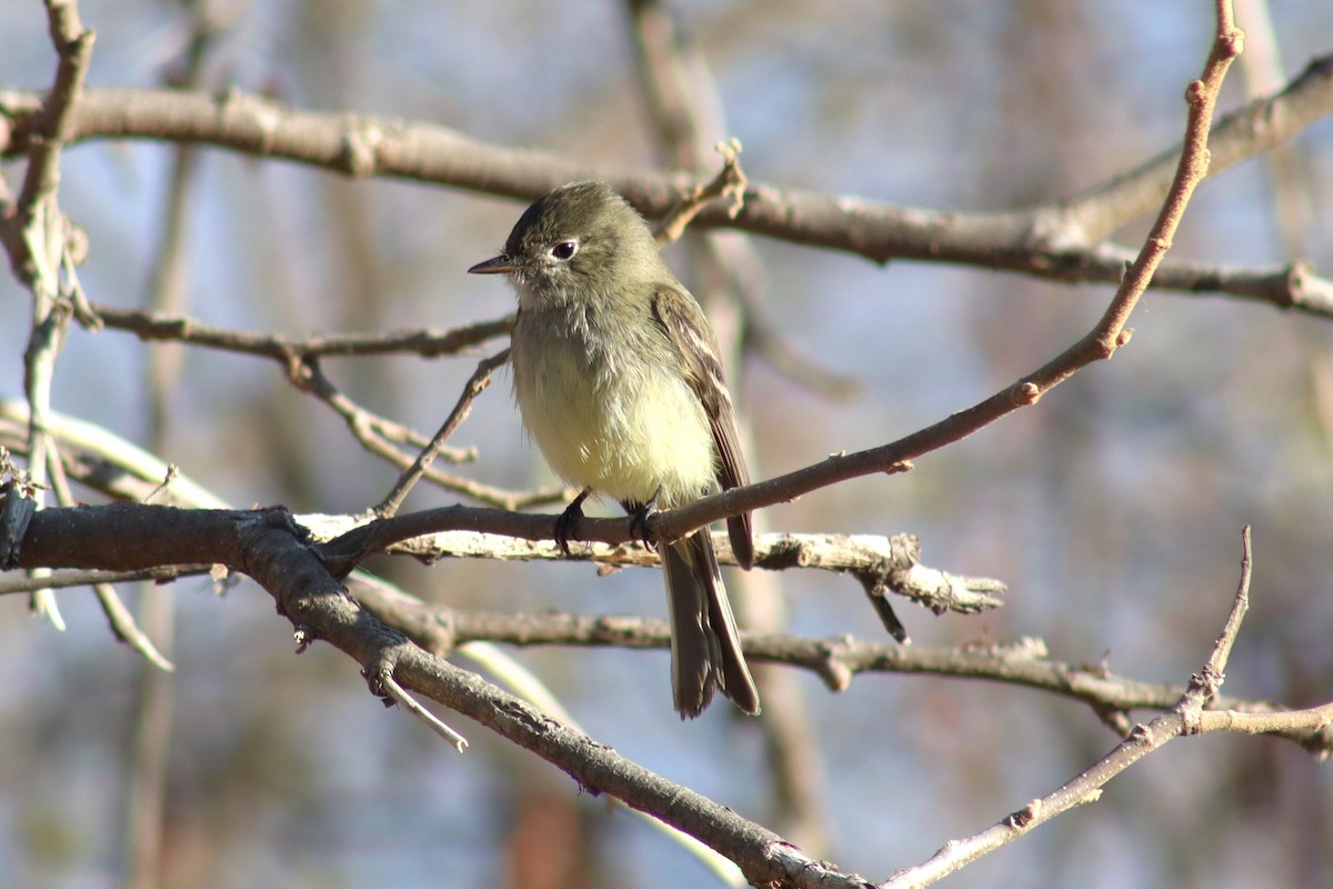 Dusky Flycatcher - ML613673844