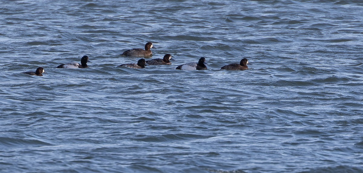 Greater Scaup - ML613673848
