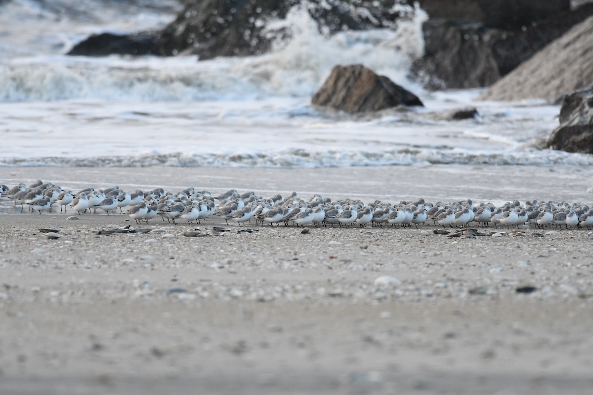 Bécasseau sanderling - ML613673859