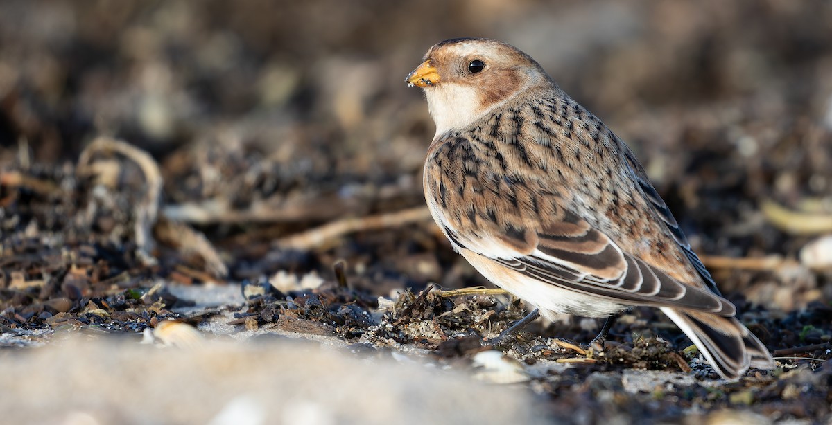 Цасч хөмрөг - ML613673872