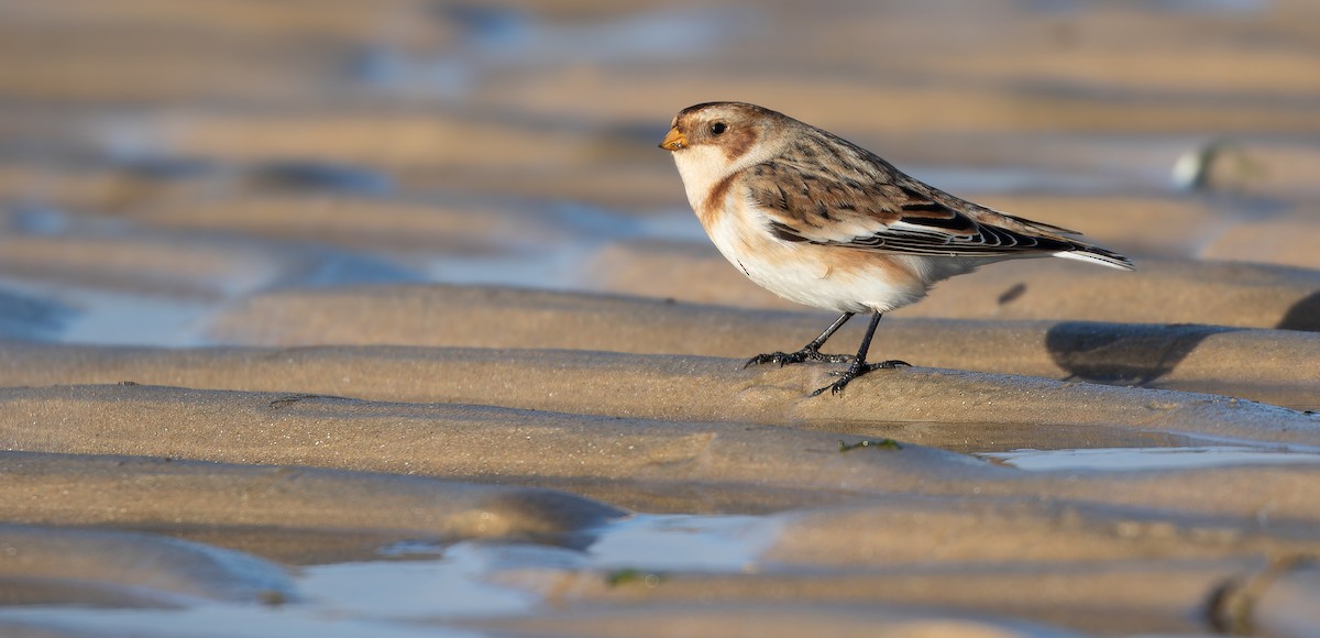 Цасч хөмрөг - ML613673873