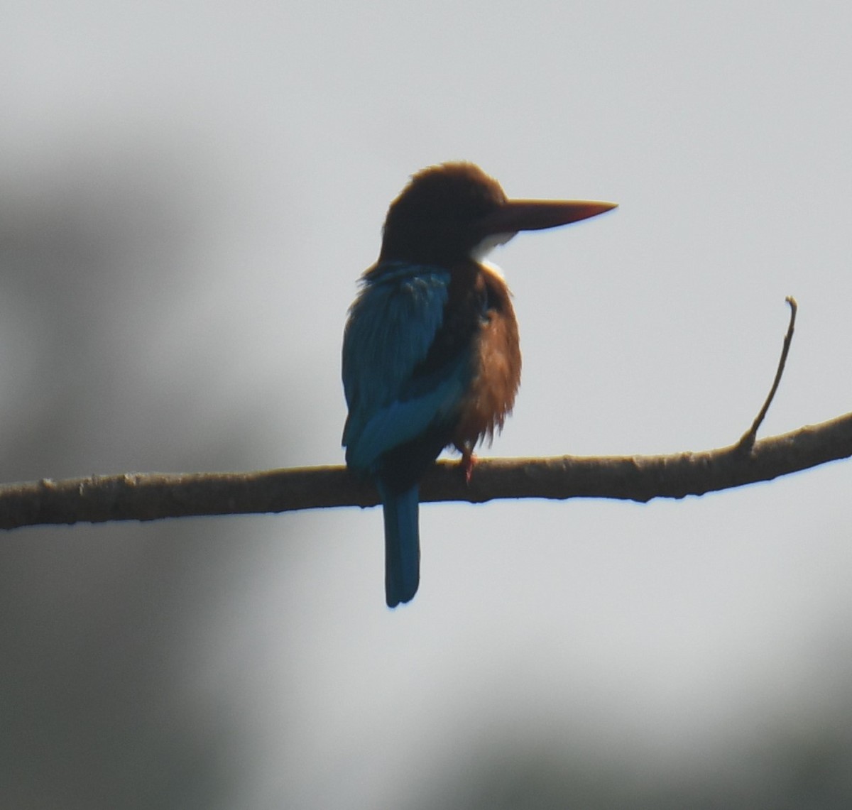 White-throated Kingfisher - ML613673898