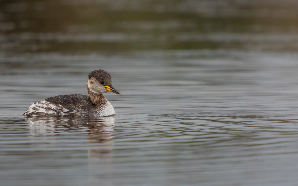 Red-necked Grebe - ML613673908