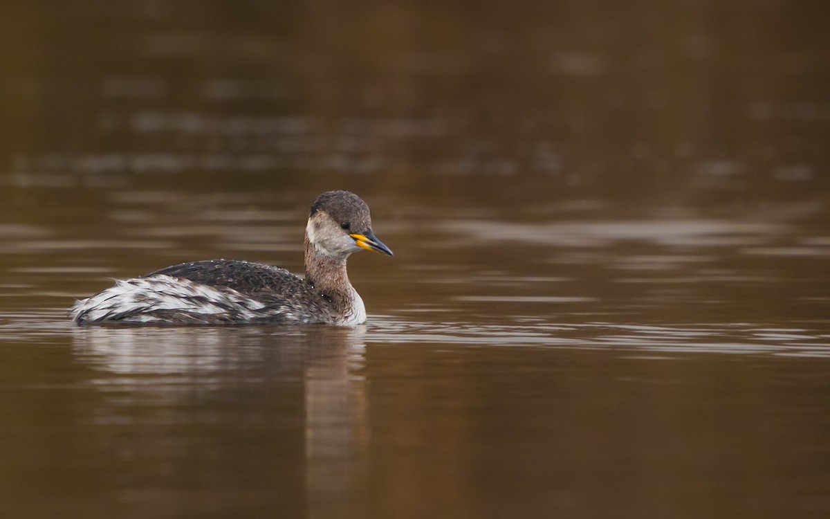 Red-necked Grebe - ML613673909