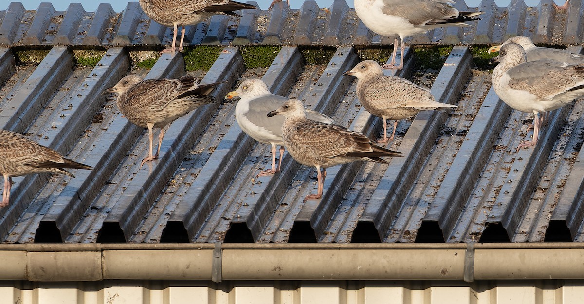 Мартин гренландський - ML613673919