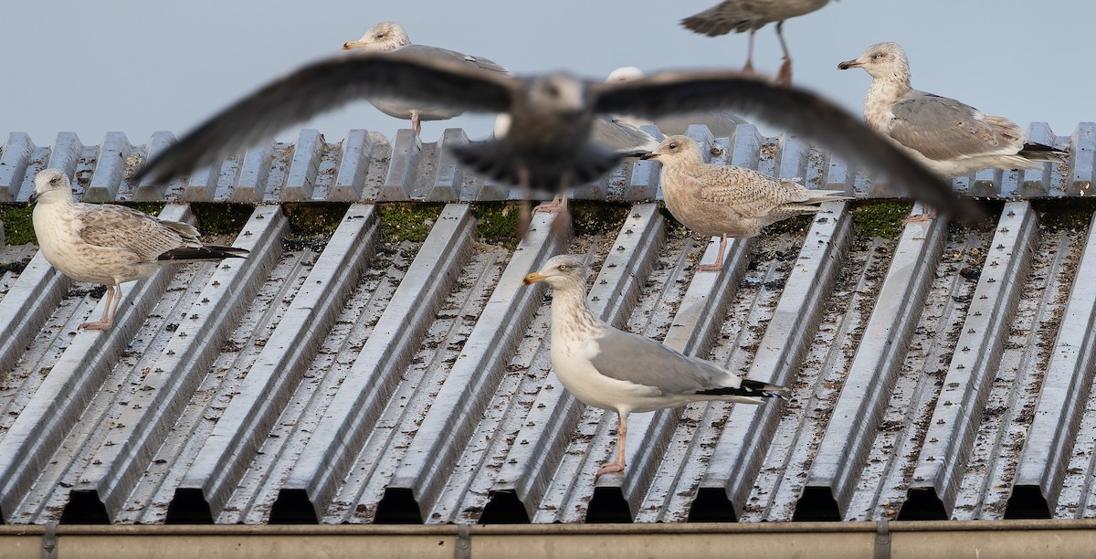 Мартин гренландський - ML613673921