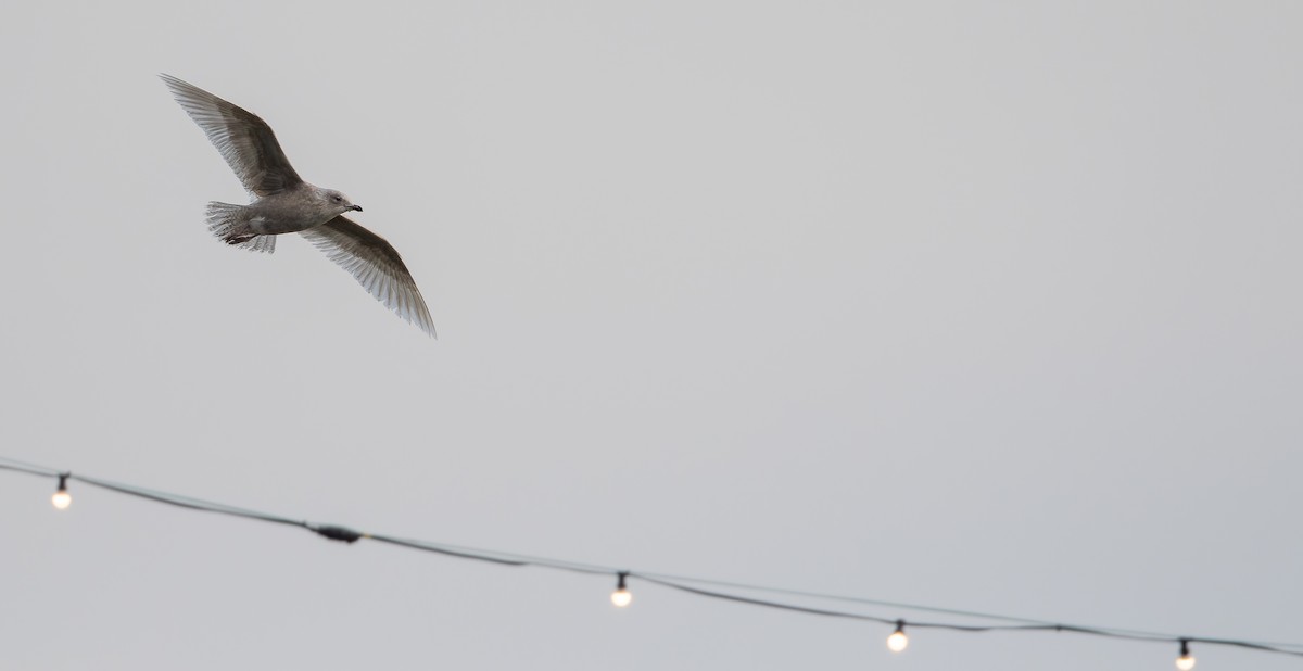 Мартин гренландський - ML613673922