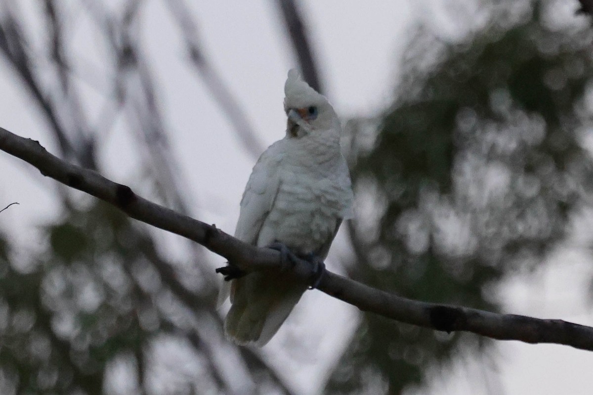 Nacktaugenkakadu - ML613673932