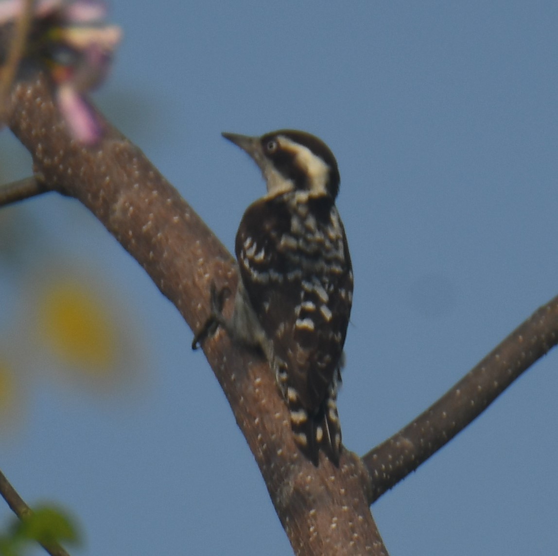 Brown-capped Pygmy Woodpecker - ML613673933